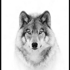 Meet your Posher, Wolf